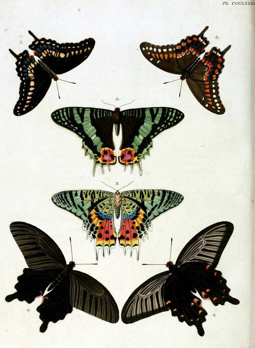 De uitlandsche kapellen, voorkomende in de drie waereld-deelen Asia, Africa en America /.A Amsteldam :Chez Barthelmy Wild,1779-1782 [i.e. 1775-1782]. |  | Vintage Print Reproduction 467232