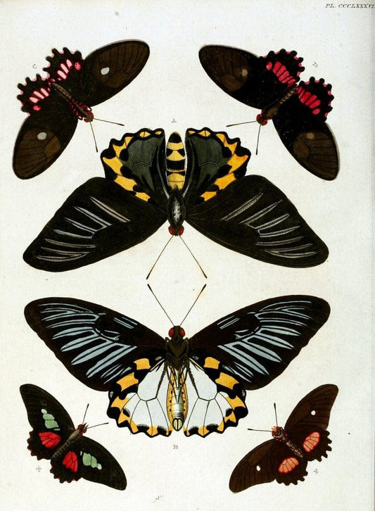 De uitlandsche kapellen, voorkomende in de drie waereld-deelen Asia, Africa en America /.A Amsteldam :Chez Barthelmy Wild,1779-1782 [i.e. 1775-1782]. |  | Vintage Print Reproduction 467233