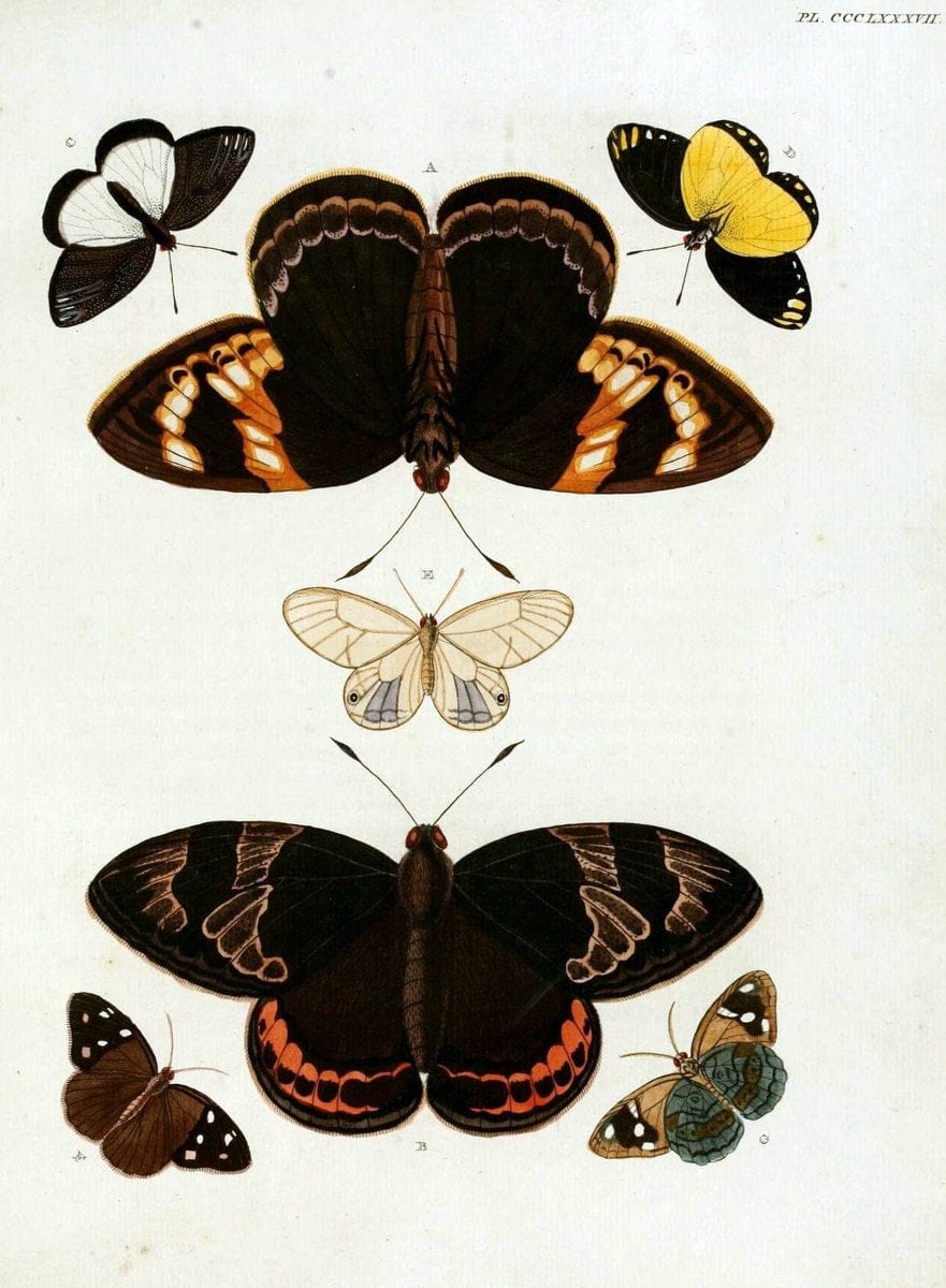 De uitlandsche kapellen, voorkomende in de drie waereld-deelen Asia, Africa en America /.A Amsteldam :Chez Barthelmy Wild,1779-1782 [i.e. 1775-1782]. |  | Vintage Print Reproduction 467234
