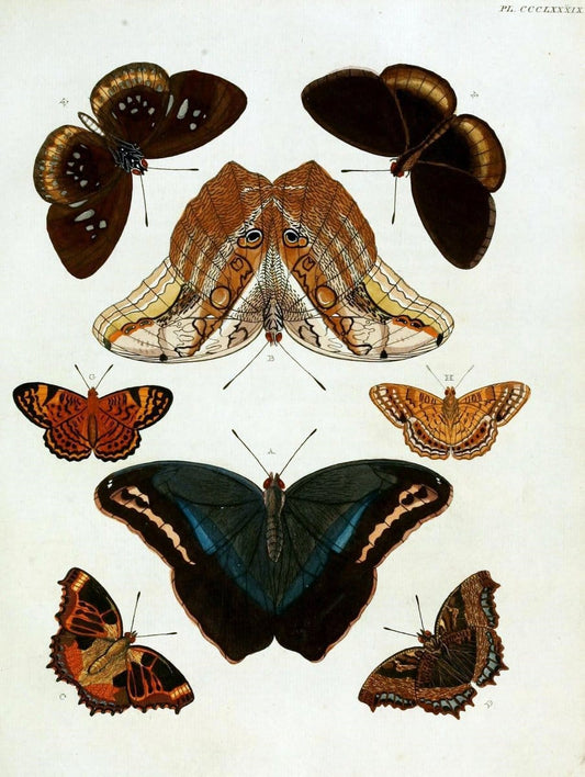 De uitlandsche kapellen, voorkomende in de drie waereld-deelen Asia, Africa en America /.A Amsteldam :Chez Barthelmy Wild,1779-1782 [i.e. 1775-1782]. |  | Vintage Print Reproduction 467236