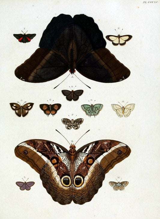 De uitlandsche kapellen, voorkomende in de drie waereld-deelen Asia, Africa en America /.A Amsteldam :Chez Barthelmy Wild,1779-1782 [i.e. 1775-1782]. |  | Vintage Print Reproduction 467237