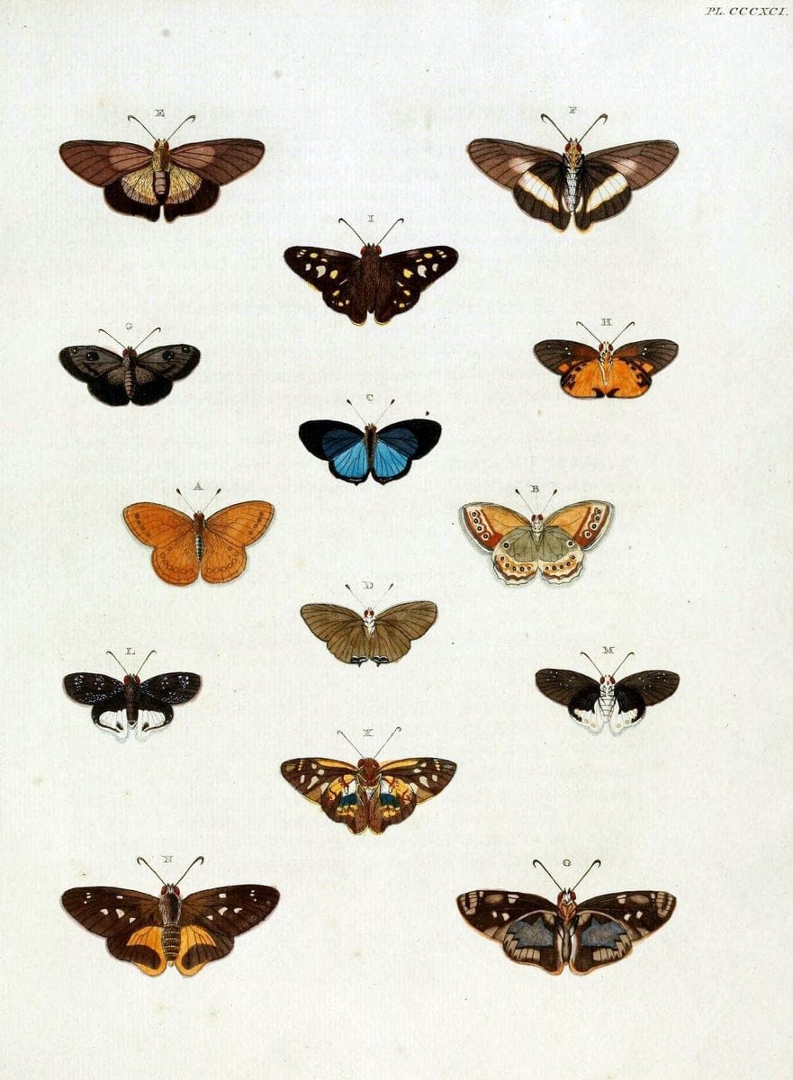 De uitlandsche kapellen, voorkomende in de drie waereld-deelen Asia, Africa en America /.A Amsteldam :Chez Barthelmy Wild,1779-1782 [i.e. 1775-1782]. |  | Vintage Print Reproduction 467238