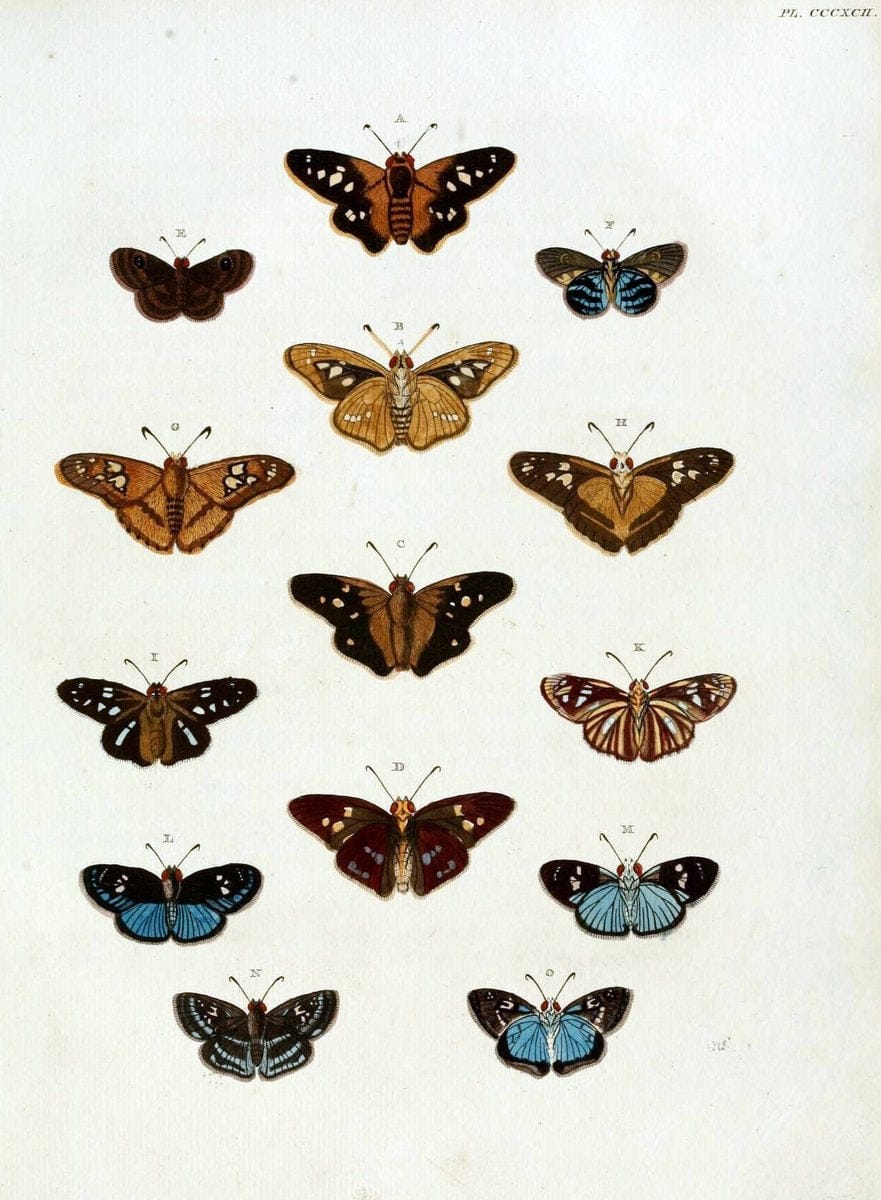 De uitlandsche kapellen, voorkomende in de drie waereld-deelen Asia, Africa en America /.A Amsteldam :Chez Barthelmy Wild,1779-1782 [i.e. 1775-1782]. |  | Vintage Print Reproduction 467239