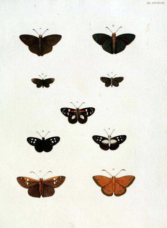 De uitlandsche kapellen, voorkomende in de drie waereld-deelen Asia, Africa en America /.A Amsteldam :Chez Barthelmy Wild,1779-1782 [i.e. 1775-1782]. |  | Vintage Print Reproduction 467240