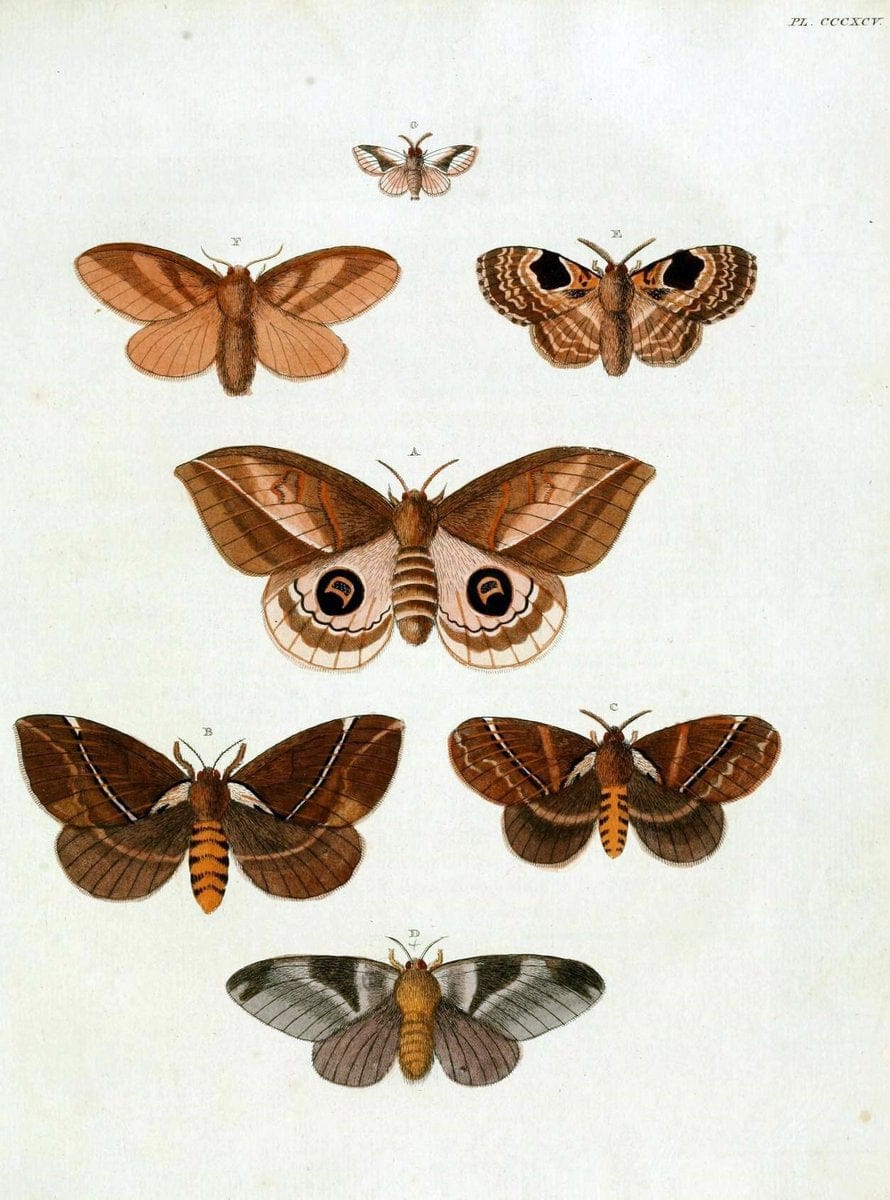 De uitlandsche kapellen, voorkomende in de drie waereld-deelen Asia, Africa en America /.A Amsteldam :Chez Barthelmy Wild,1779-1782 [i.e. 1775-1782]. |  | Vintage Print Reproduction 467242