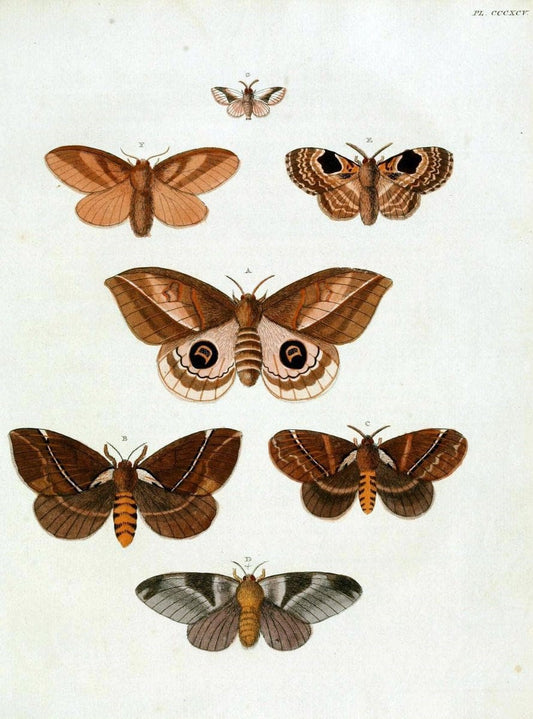 De uitlandsche kapellen, voorkomende in de drie waereld-deelen Asia, Africa en America /.A Amsteldam :Chez Barthelmy Wild,1779-1782 [i.e. 1775-1782]. |  | Vintage Print Reproduction 467242
