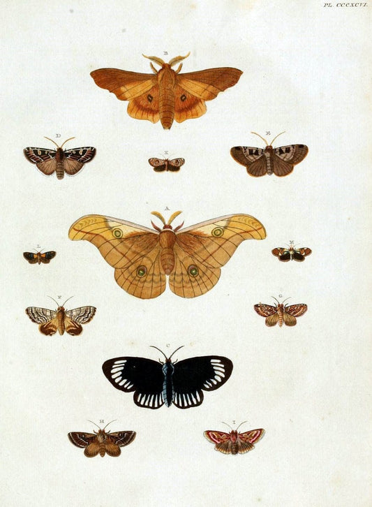 De uitlandsche kapellen, voorkomende in de drie waereld-deelen Asia, Africa en America /.A Amsteldam :Chez Barthelmy Wild,1779-1782 [i.e. 1775-1782]. |  | Vintage Print Reproduction 467243