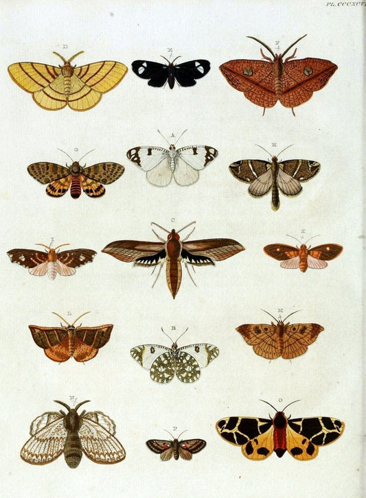 De uitlandsche kapellen, voorkomende in de drie waereld-deelen Asia, Africa en America /.A Amsteldam :Chez Barthelmy Wild,1779-1782 [i.e. 1775-1782]. |  | Vintage Print Reproduction 467244