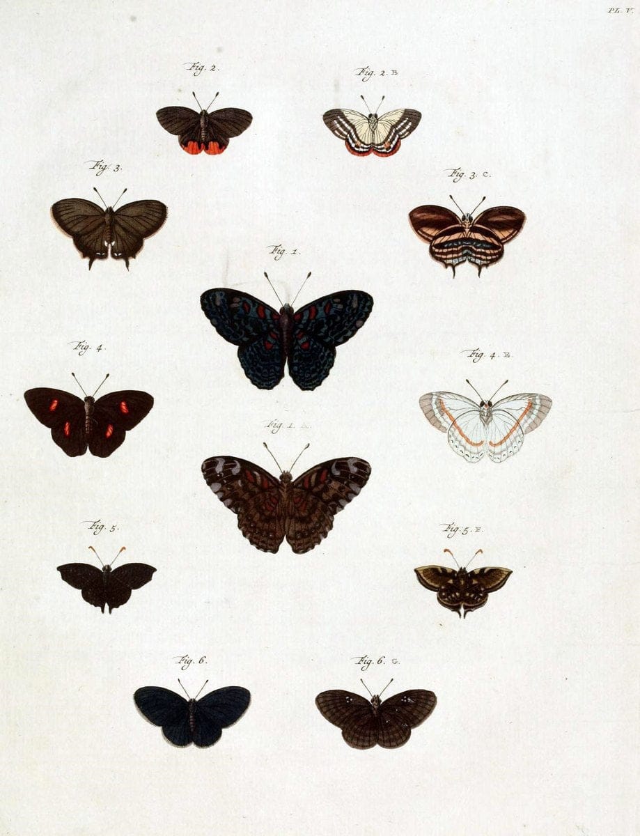 De uitlandsche kapellen, voorkomende in de drie waereld-deelen Asia, Africa en America /.A Amsteldam :Chez Barthelmy Wild,1779-1782 [i.e. 1775-1782]. |  | Vintage Print Reproduction 467245