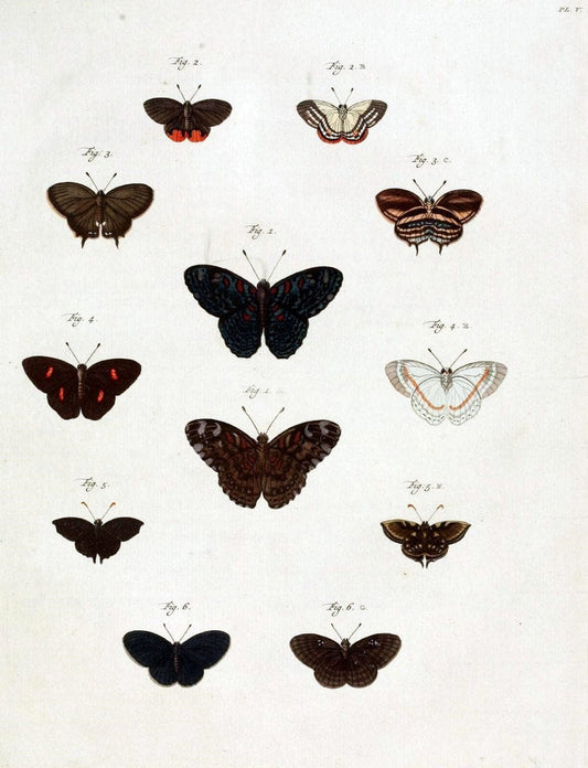 De uitlandsche kapellen, voorkomende in de drie waereld-deelen Asia, Africa en America /.A Amsteldam :Chez Barthelmy Wild,1779-1782 [i.e. 1775-1782]. |  | Vintage Print Reproduction 467245