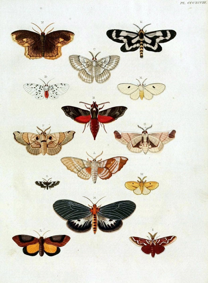 De uitlandsche kapellen, voorkomende in de drie waereld-deelen Asia, Africa en America /.A Amsteldam :Chez Barthelmy Wild,1779-1782 [i.e. 1775-1782]. |  | Vintage Print Reproduction 467246