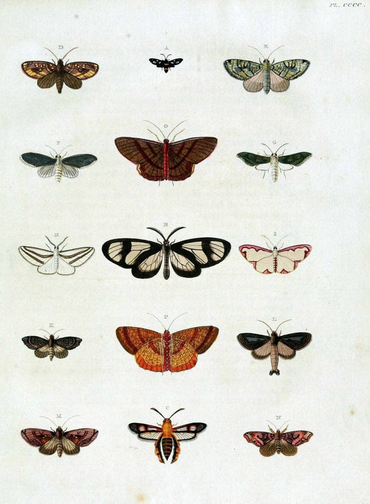 De uitlandsche kapellen, voorkomende in de drie waereld-deelen Asia, Africa en America /.A Amsteldam :Chez Barthelmy Wild,1779-1782 [i.e. 1775-1782]. |  | Vintage Print Reproduction 467248
