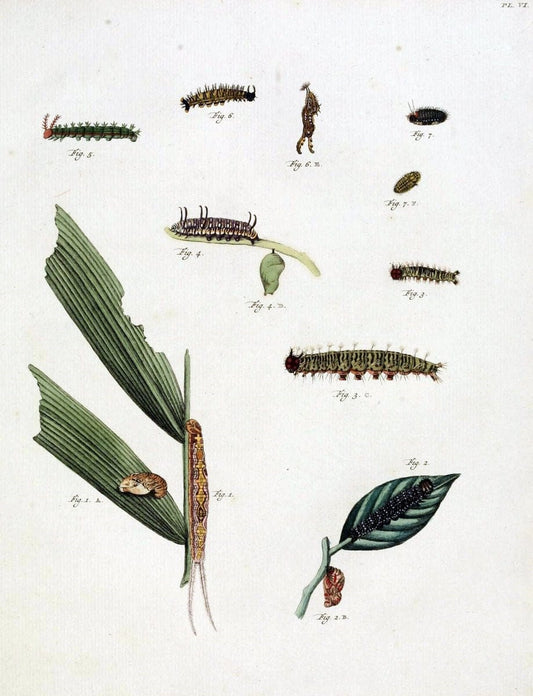 De uitlandsche kapellen, voorkomende in de drie waereld-deelen Asia, Africa en America /.A Amsteldam :Chez Barthelmy Wild,1779-1782 [i.e. 1775-1782]. |  | Vintage Print Reproduction 467249