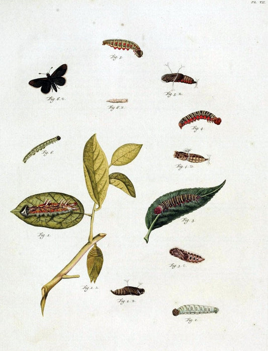 De uitlandsche kapellen, voorkomende in de drie waereld-deelen Asia, Africa en America /.A Amsteldam :Chez Barthelmy Wild,1779-1782 [i.e. 1775-1782]. |  | Vintage Print Reproduction 467250