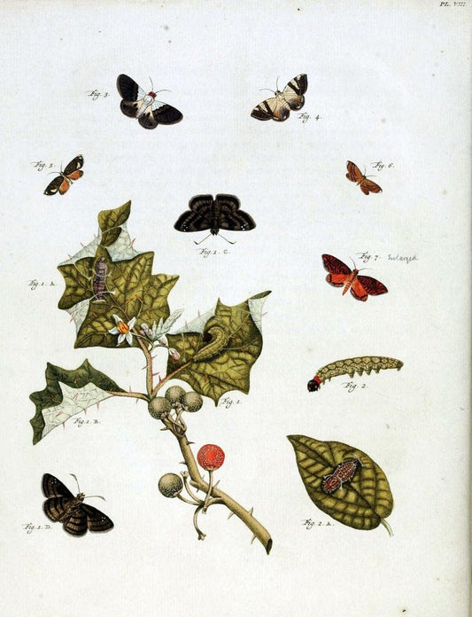 De uitlandsche kapellen, voorkomende in de drie waereld-deelen Asia, Africa en America /.A Amsteldam :Chez Barthelmy Wild,1779-1782 [i.e. 1775-1782]. |  | Vintage Print Reproduction 467251