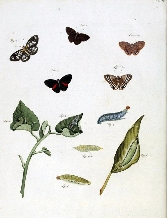 De uitlandsche kapellen, voorkomende in de drie waereld-deelen Asia, Africa en America /.A Amsteldam :Chez Barthelmy Wild,1779-1782 [i.e. 1775-1782]. |  | Vintage Print Reproduction 467252