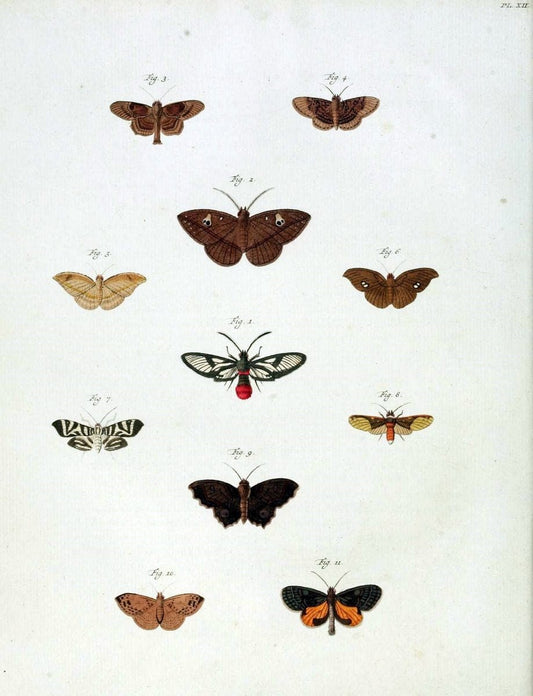 De uitlandsche kapellen, voorkomende in de drie waereld-deelen Asia, Africa en America /.A Amsteldam :Chez Barthelmy Wild,1779-1782 [i.e. 1775-1782]. |  | Vintage Print Reproduction 467255