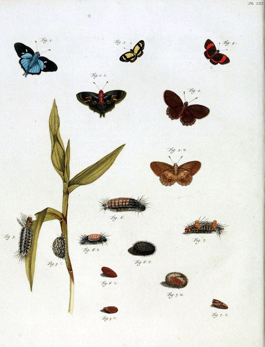 De uitlandsche kapellen, voorkomende in de drie waereld-deelen Asia, Africa en America /.A Amsteldam :Chez Barthelmy Wild,1779-1782 [i.e. 1775-1782]. |  | Vintage Print Reproduction 467256