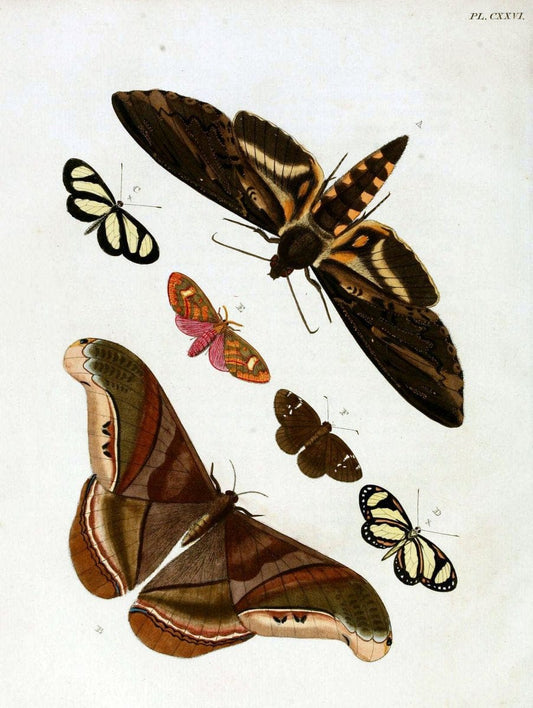 De uitlandsche kapellen. v.2.A Amsteldam :Chez Barthelmy Wild,1779-1782 [i.e. 1775-1782] | Vintage Print Reproduction 467259