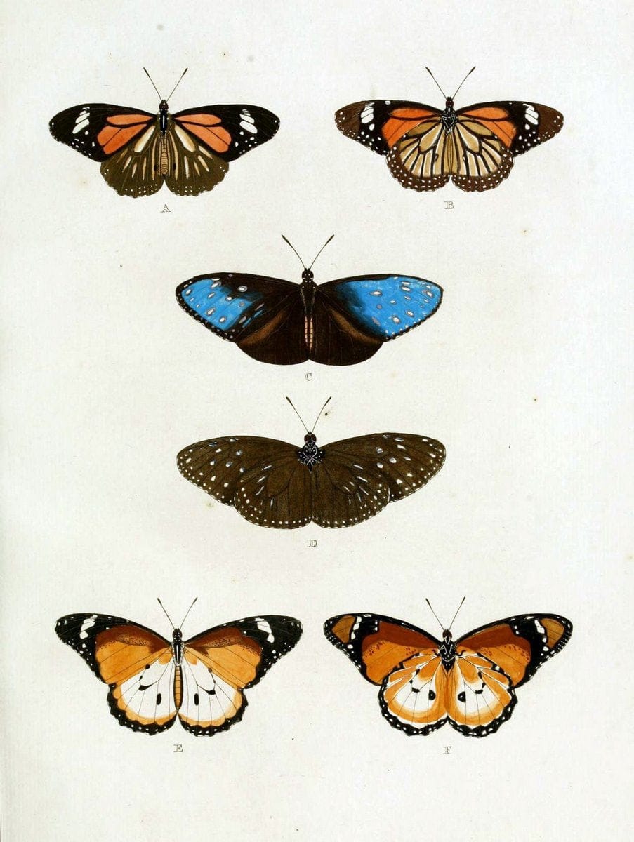 De uitlandsche kapellen. v.2.A Amsteldam :Chez Barthelmy Wild,1779-1782 [i.e. 1775-1782] | Vintage Print Reproduction 467260