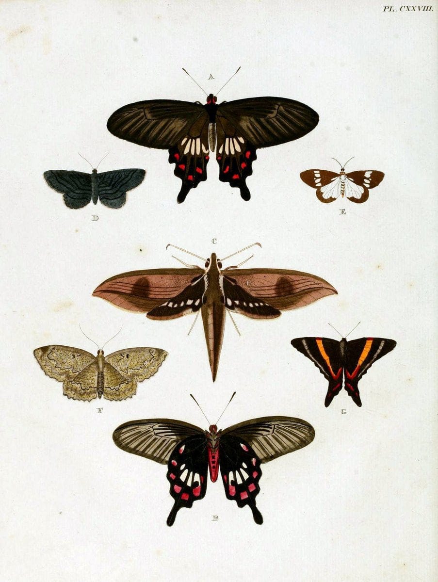 De uitlandsche kapellen. v.2.A Amsteldam :Chez Barthelmy Wild,1779-1782 [i.e. 1775-1782] | Vintage Print Reproduction 467261