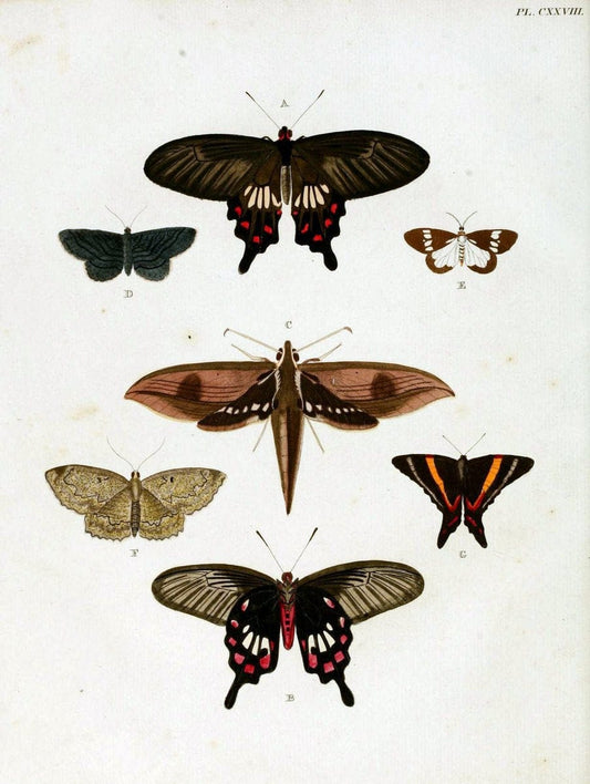 De uitlandsche kapellen. v.2.A Amsteldam :Chez Barthelmy Wild,1779-1782 [i.e. 1775-1782] | Vintage Print Reproduction 467261
