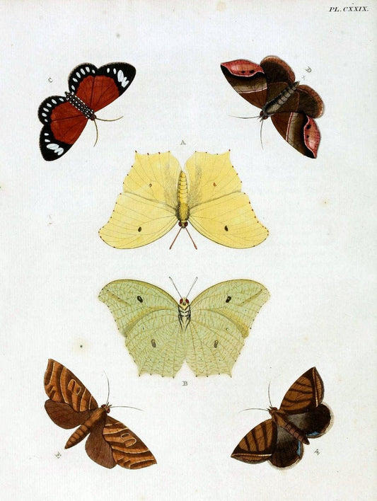 De uitlandsche kapellen. v.2.A Amsteldam :Chez Barthelmy Wild,1779-1782 [i.e. 1775-1782] | Vintage Print Reproduction 467262