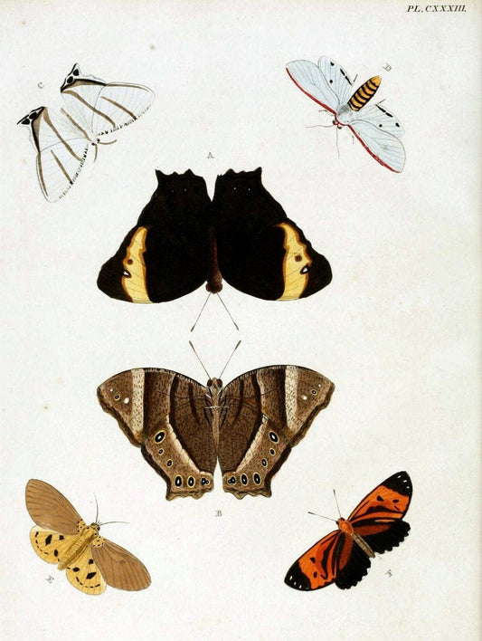 De uitlandsche kapellen. v.2.A Amsteldam :Chez Barthelmy Wild,1779-1782 [i.e. 1775-1782] | Vintage Print Reproduction 467266