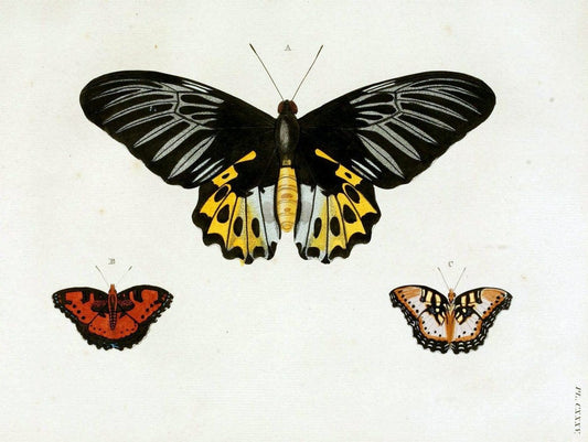 De uitlandsche kapellen. v.2.A Amsteldam :Chez Barthelmy Wild,1779-1782 [i.e. 1775-1782] | Vintage Print Reproduction 467269