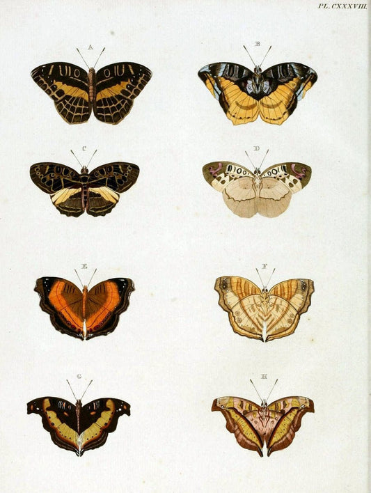 De uitlandsche kapellen. v.2.A Amsteldam :Chez Barthelmy Wild,1779-1782 [i.e. 1775-1782] | Vintage Print Reproduction 467272