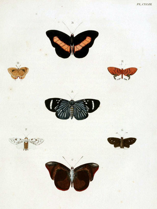 De uitlandsche kapellen. v.2.A Amsteldam :Chez Barthelmy Wild,1779-1782 [i.e. 1775-1782] | Vintage Print Reproduction 467278