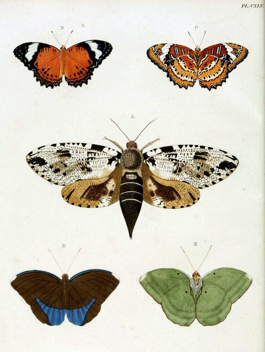 De uitlandsche kapellen. v.2.A Amsteldam :Chez Barthelmy Wild,1779-1782 [i.e. 1775-1782] | Vintage Print Reproduction 467280