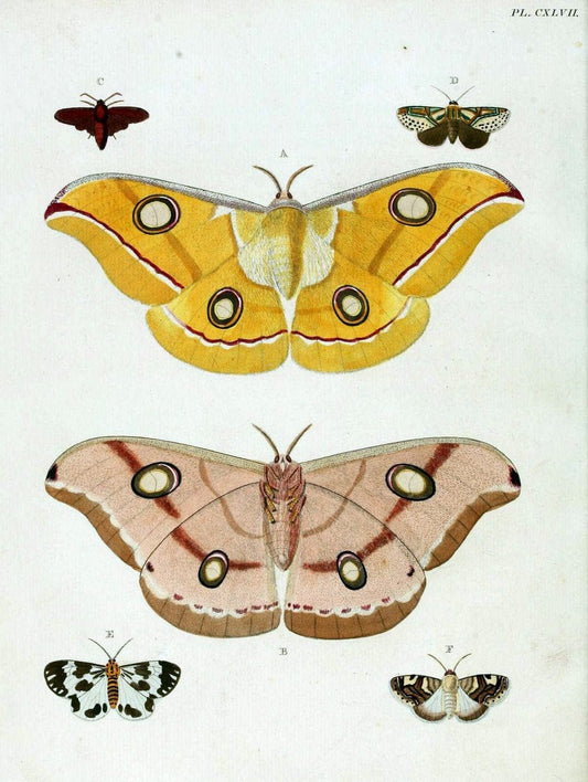 De uitlandsche kapellen. v.2.A Amsteldam :Chez Barthelmy Wild,1779-1782 [i.e. 1775-1782] | Vintage Print Reproduction 467282