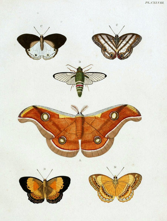 De uitlandsche kapellen. v.2.A Amsteldam :Chez Barthelmy Wild,1779-1782 [i.e. 1775-1782] | Vintage Print Reproduction 467283
