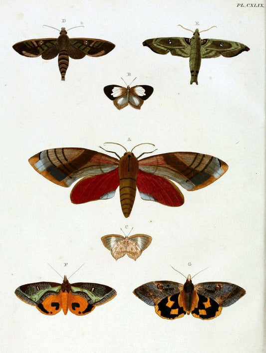 De uitlandsche kapellen. v.2.A Amsteldam :Chez Barthelmy Wild,1779-1782 [i.e. 1775-1782] | Vintage Print Reproduction 467284