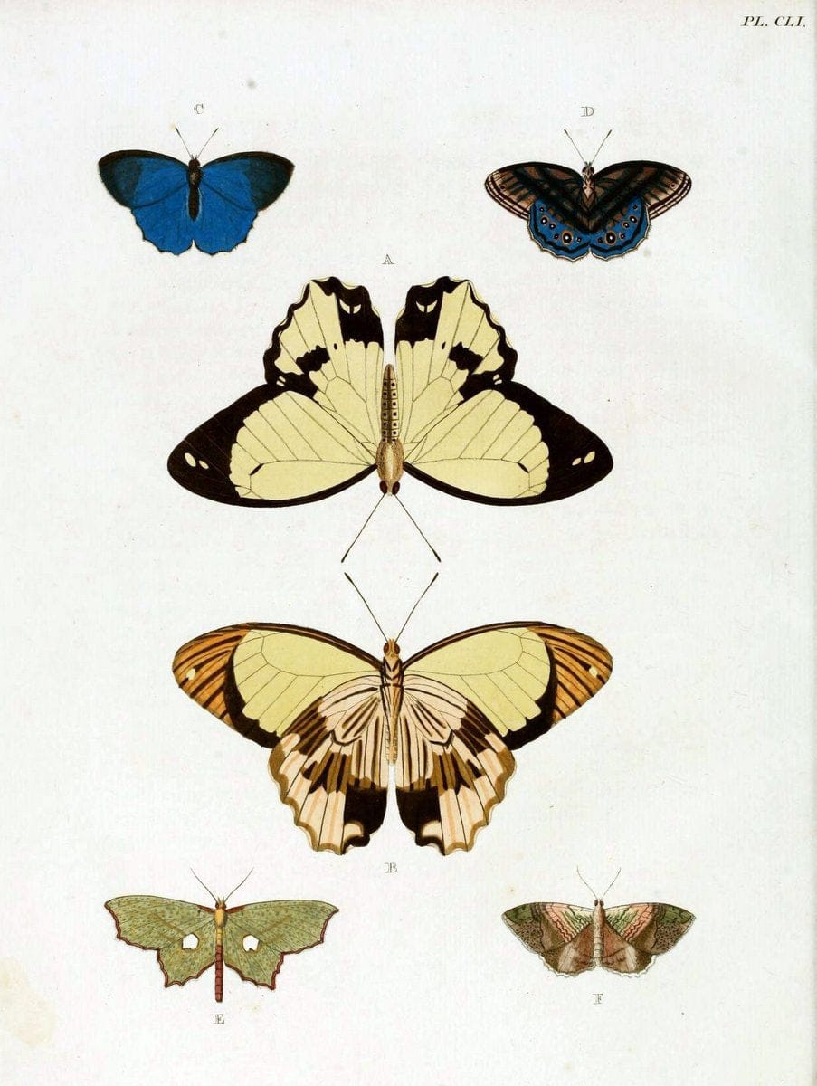 De uitlandsche kapellen. v.2.A Amsteldam :Chez Barthelmy Wild,1779-1782 [i.e. 1775-1782] | Vintage Print Reproduction 467286