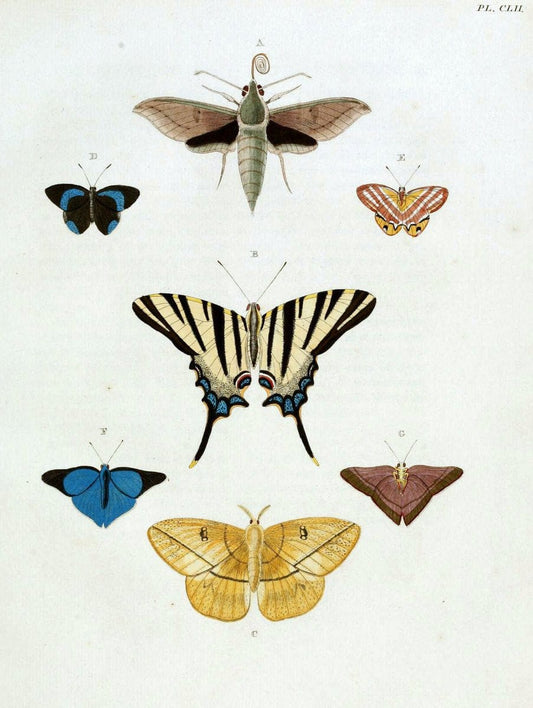 De uitlandsche kapellen. v.2.A Amsteldam :Chez Barthelmy Wild,1779-1782 [i.e. 1775-1782] | Vintage Print Reproduction 467287
