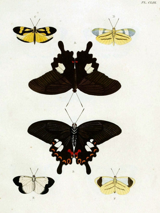 De uitlandsche kapellen. v.2.A Amsteldam :Chez Barthelmy Wild,1779-1782 [i.e. 1775-1782] | Vintage Print Reproduction 467289