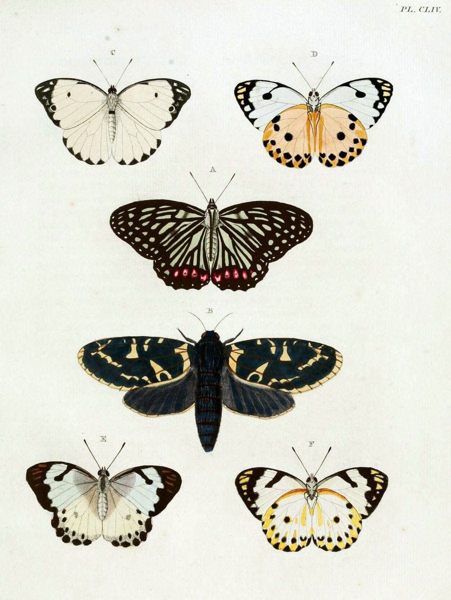 De uitlandsche kapellen. v.2.A Amsteldam :Chez Barthelmy Wild,1779-1782 [i.e. 1775-1782] | Vintage Print Reproduction 467290
