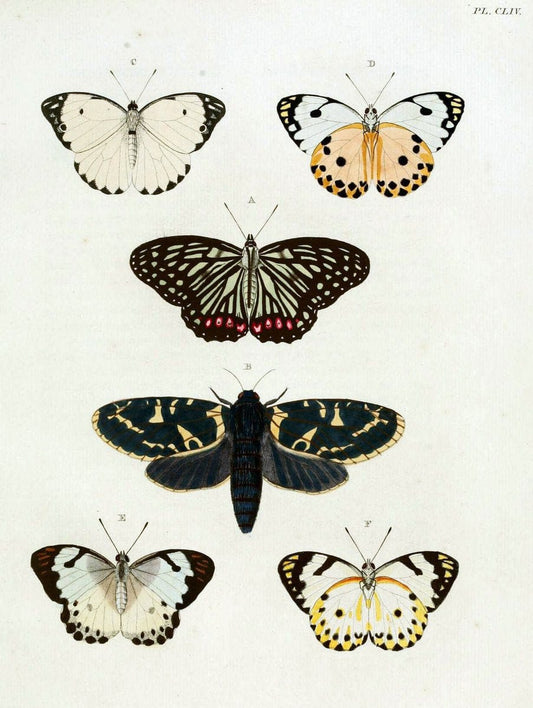De uitlandsche kapellen. v.2.A Amsteldam :Chez Barthelmy Wild,1779-1782 [i.e. 1775-1782] | Vintage Print Reproduction 467290