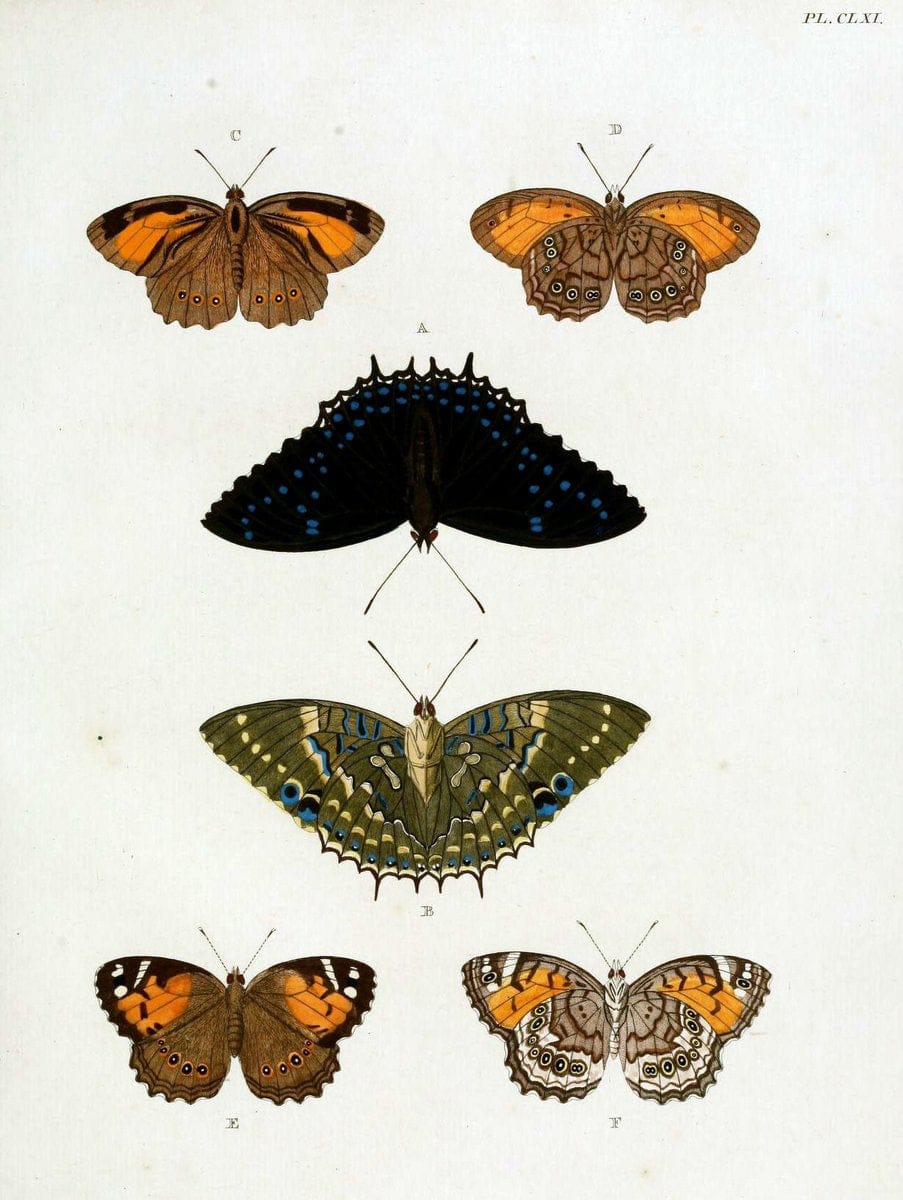De uitlandsche kapellen. v.2.A Amsteldam :Chez Barthelmy Wild,1779-1782 [i.e. 1775-1782] | Vintage Print Reproduction 467297