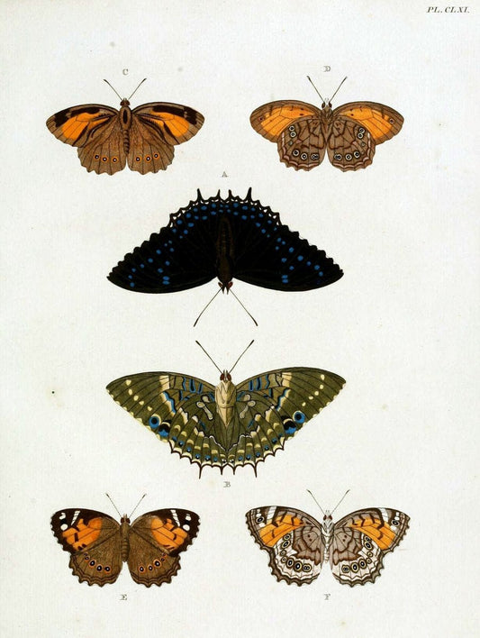 De uitlandsche kapellen. v.2.A Amsteldam :Chez Barthelmy Wild,1779-1782 [i.e. 1775-1782] | Vintage Print Reproduction 467297