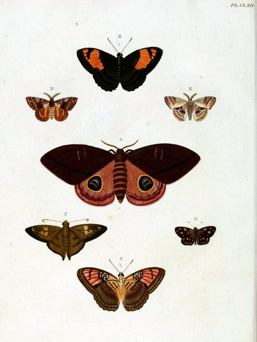 De uitlandsche kapellen. v.2.A Amsteldam :Chez Barthelmy Wild,1779-1782 [i.e. 1775-1782] | Vintage Print Reproduction 467298