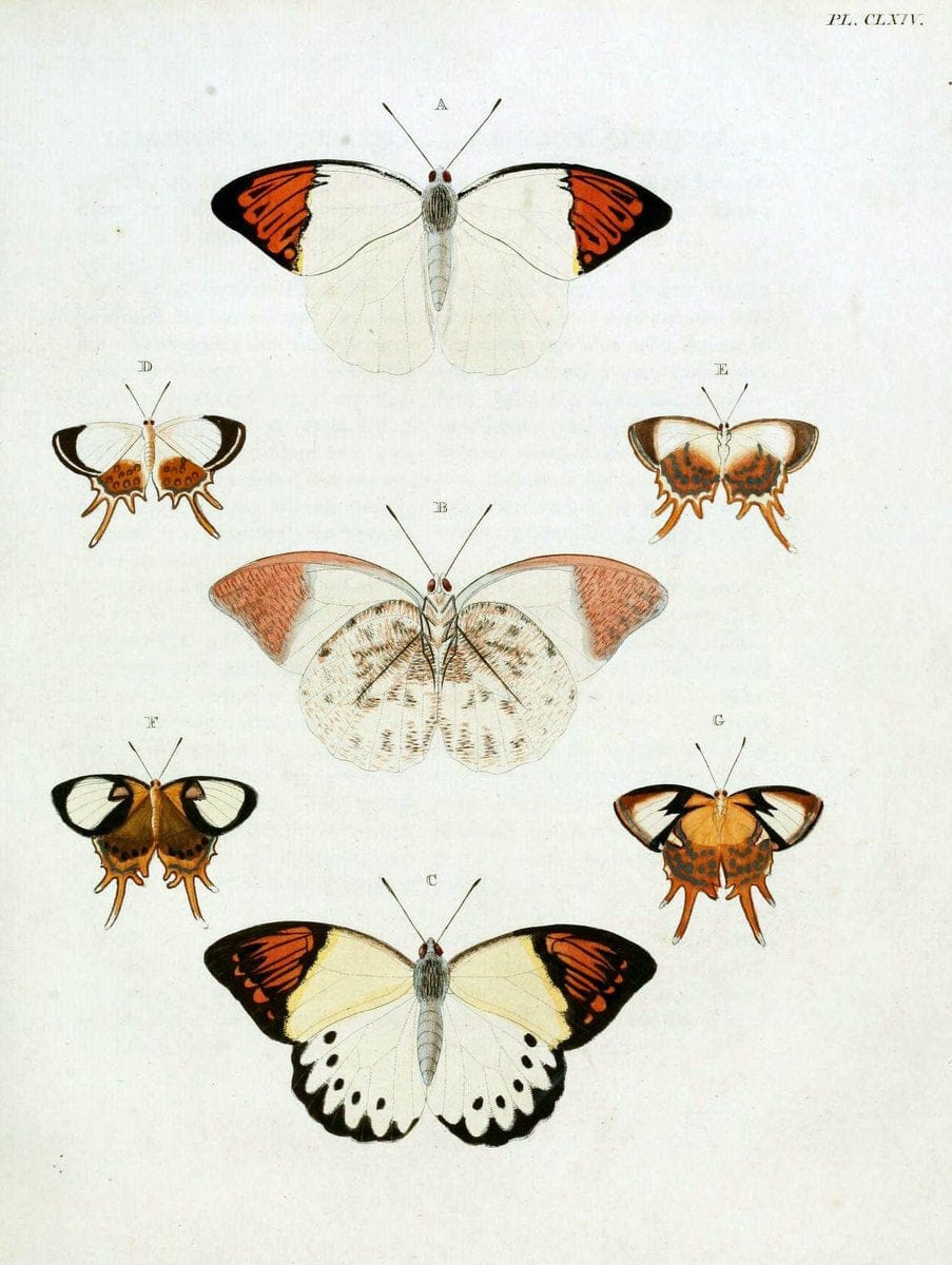 De uitlandsche kapellen. v.2.A Amsteldam :Chez Barthelmy Wild,1779-1782 [i.e. 1775-1782] | Vintage Print Reproduction 467301