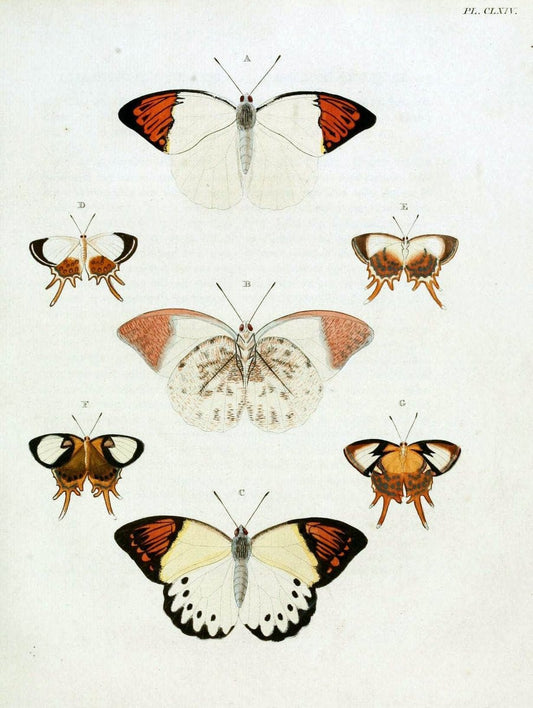 De uitlandsche kapellen. v.2.A Amsteldam :Chez Barthelmy Wild,1779-1782 [i.e. 1775-1782] | Vintage Print Reproduction 467301