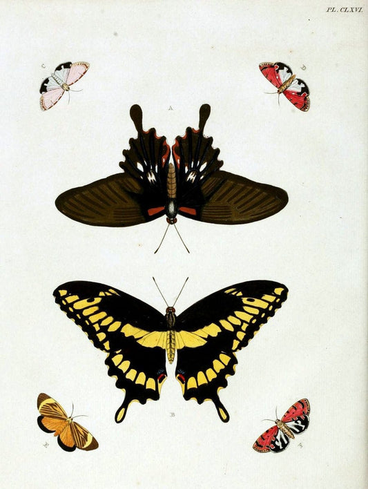 De uitlandsche kapellen. v.2.A Amsteldam :Chez Barthelmy Wild,1779-1782 [i.e. 1775-1782] | Vintage Print Reproduction 467303
