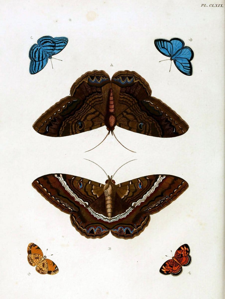 De uitlandsche kapellen. v.2.A Amsteldam :Chez Barthelmy Wild,1779-1782 [i.e. 1775-1782] | Vintage Print Reproduction 467306