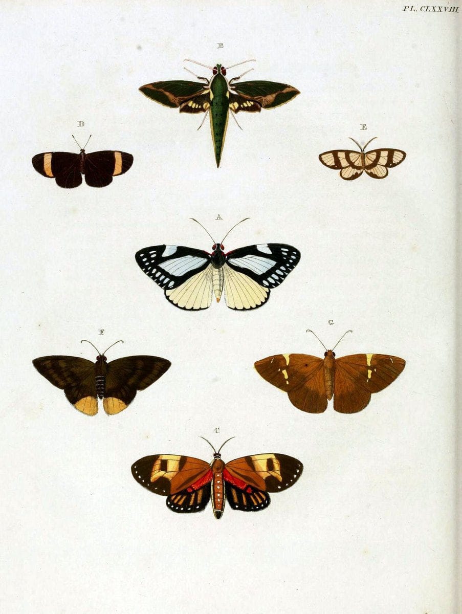 De uitlandsche kapellen. v.2.A Amsteldam :Chez Barthelmy Wild,1779-1782 [i.e. 1775-1782] | Vintage Print Reproduction 467316
