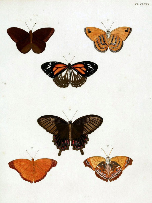 De uitlandsche kapellen. v.2.A Amsteldam :Chez Barthelmy Wild,1779-1782 [i.e. 1775-1782] | Vintage Print Reproduction 467319