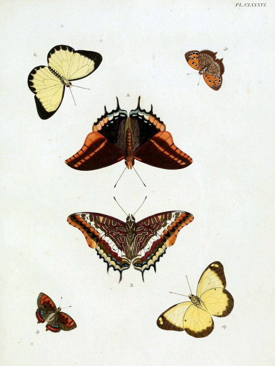 De uitlandsche kapellen. v.2.A Amsteldam :Chez Barthelmy Wild,1779-1782 [i.e. 1775-1782] | Vintage Print Reproduction 467325